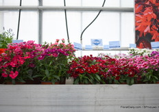 This is Dianthus IQ. The advantage of this variety is that it flowers early - seven days earlier than other varieties. On top of that, with the new genetics, it stays compact (see the difference between the old genetics on the left. 